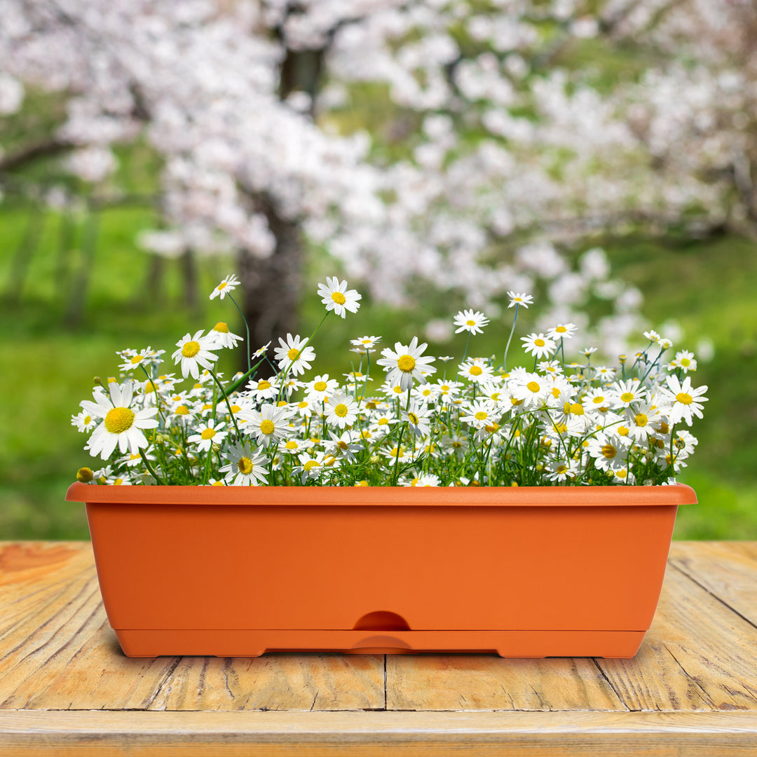 Plastic Forte - Lote de 2 Jardineras Balconeras 50 cm con Platos Integrados. Antracita