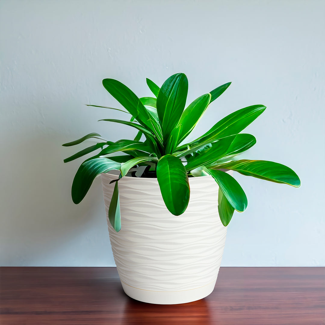 Areca Wind - Maceta Decorativa Redonda 13 cm con Plato Integrado. Blanco Roto