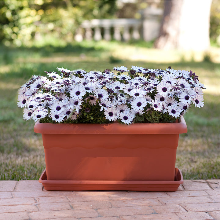 Plastiken TERRA - Jardinera Rectangular 60 cm 22L con Plato Incluido. Antracita