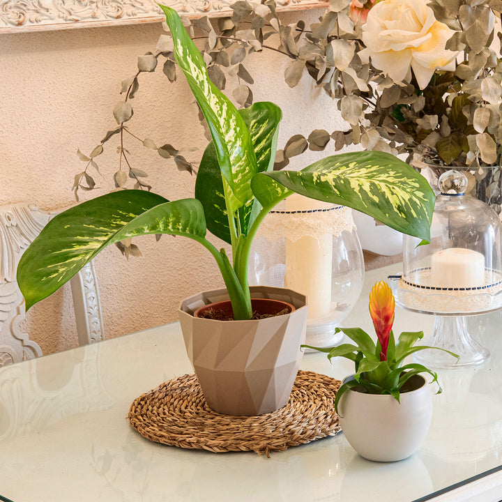 Areca Wind - Set de 4 Macetas Decorativas Cuadradas 13 cm con Platos Integrados. Blanco Roto