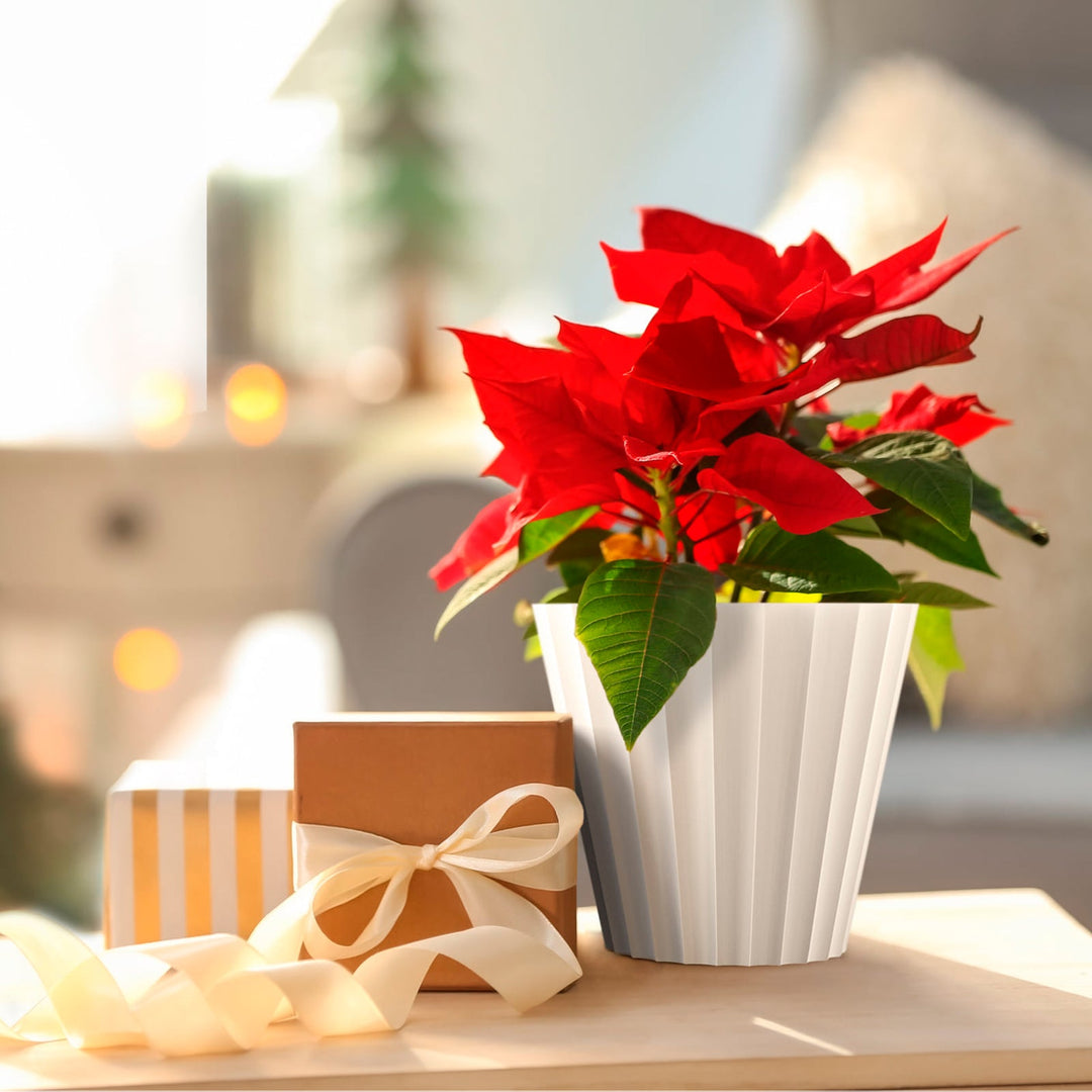 Plastiken 89003 - Maceta Redonda Colección DORIC. Medida 26 cm 8L